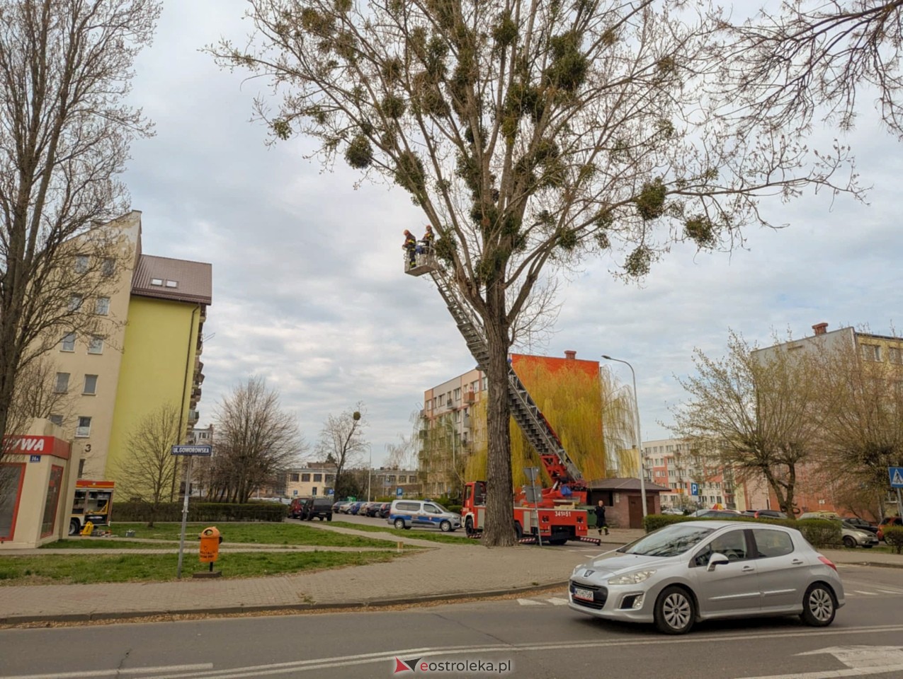 Utrudnienia w centrum Ostrołęki w związku z przycinką drzewa [14.04.2025] - zdjęcie #1 - eOstroleka.pl