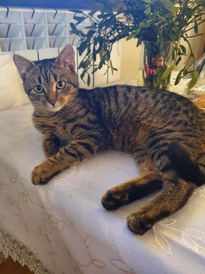 Zaginiony kot Stefan [15.04.2025[ - zdjęcie #3 - eOstroleka.pl