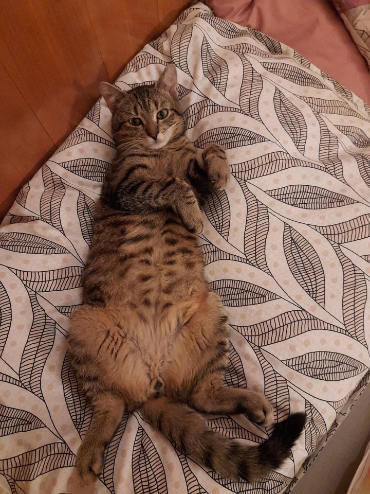 Zaginiony kot Stefan [15.04.2025[ - zdjęcie #2 - eOstroleka.pl