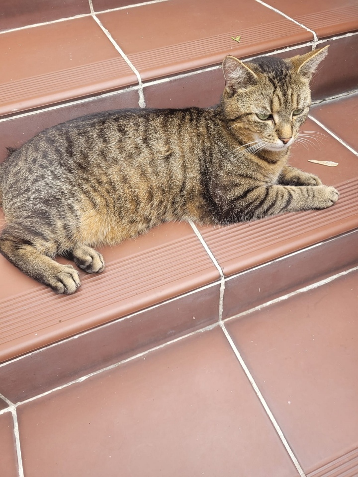 Zaginiony kot Stefan [15.04.2025[ - zdjęcie #1 - eOstroleka.pl