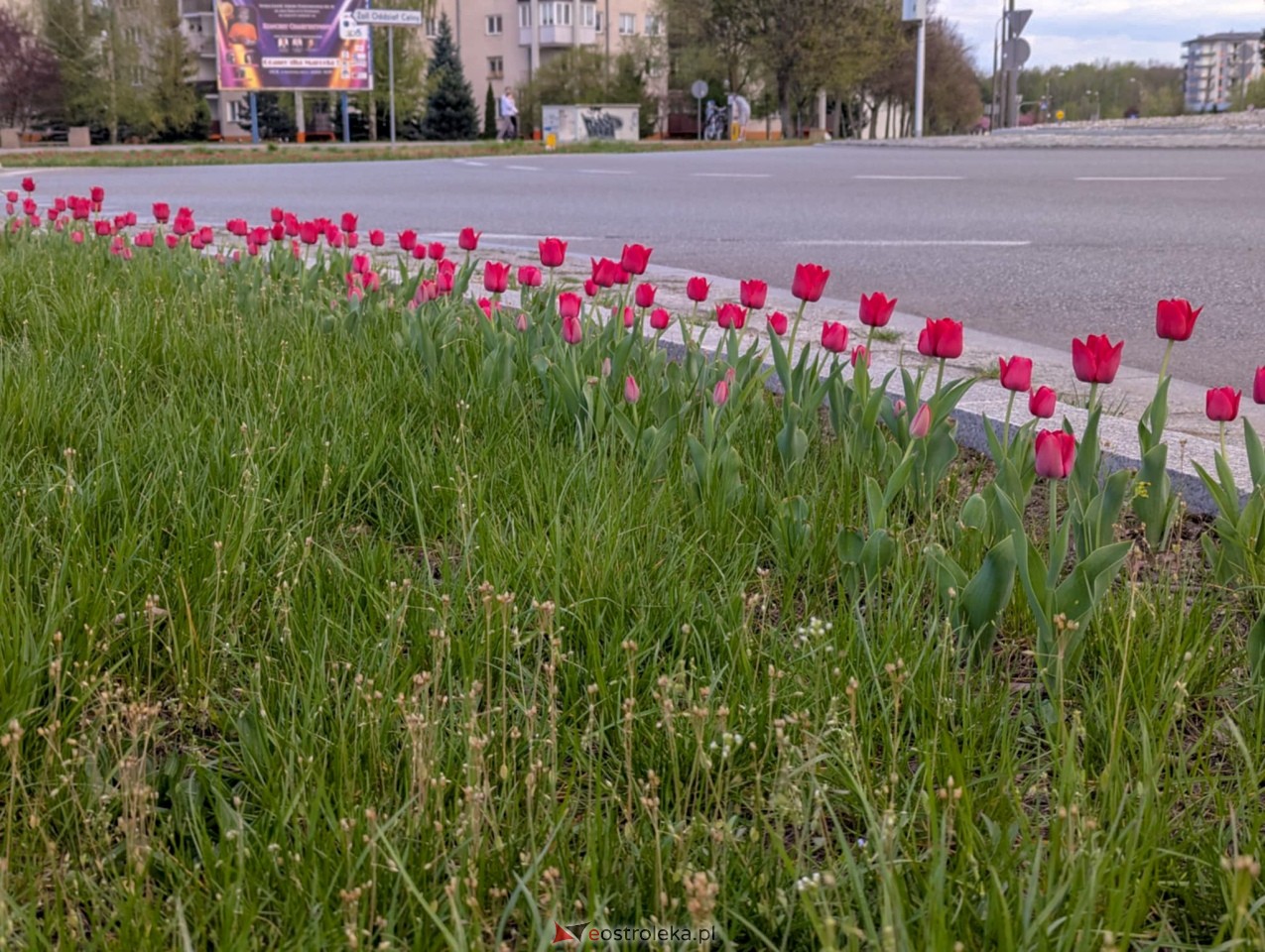 Ostrołęka wypiękniała na święta [19.04.2025] - zdjęcie #13 - eOstroleka.pl