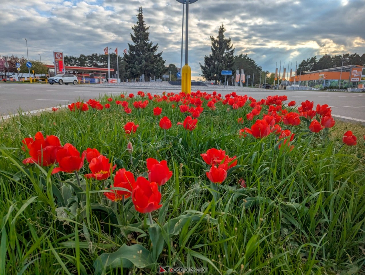 Ostrołęka wypiękniała na święta [19.04.2025] - zdjęcie #14 - eOstroleka.pl