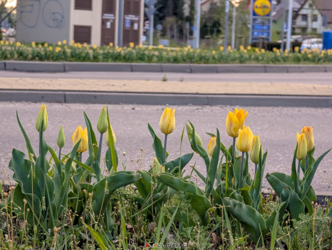 Ostrołęka wypiękniała na święta [19.04.2025] - zdjęcie #7 - eOstroleka.pl