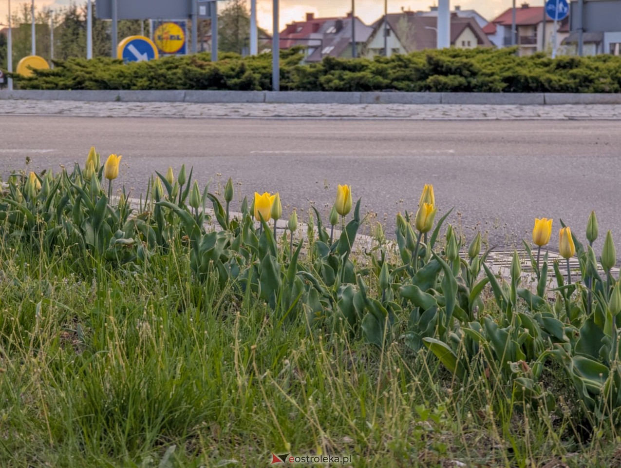 Ostrołęka wypiękniała na święta [19.04.2025] - zdjęcie #15 - eOstroleka.pl