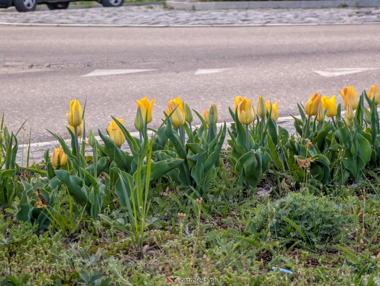 Ostrołęka wypiękniała na święta [19.04.2025] - zdjęcie #5 - eOstroleka.pl