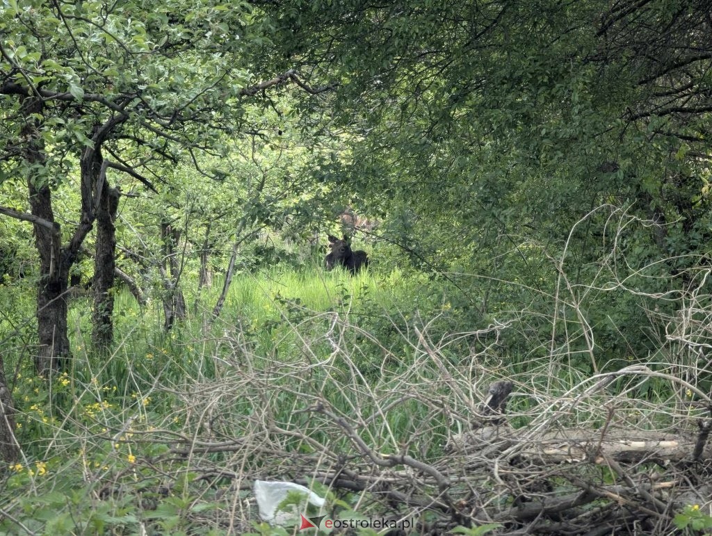 Łosie w centrum Ostrołęki [08.05.2025] - zdjęcie #37 - eOstroleka.pl