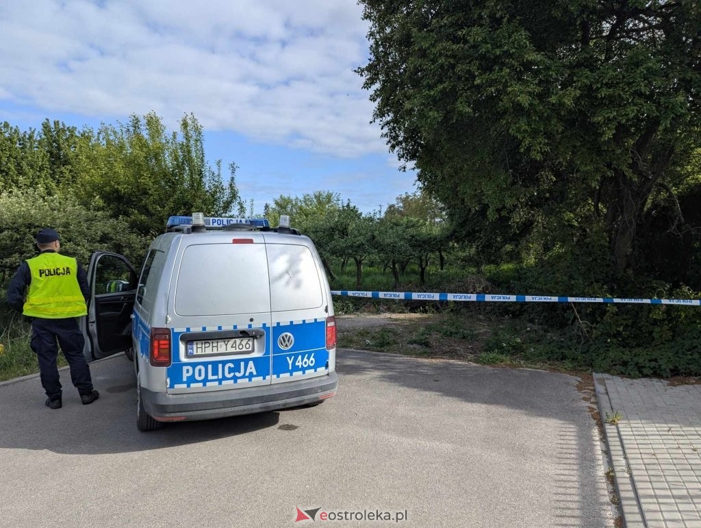 Łosie w centrum Ostrołęki [08.05.2025] - zdjęcie #36 - eOstroleka.pl