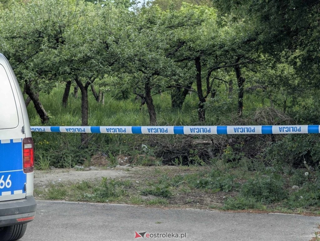 Łosie w centrum Ostrołęki [08.05.2025] - zdjęcie #35 - eOstroleka.pl