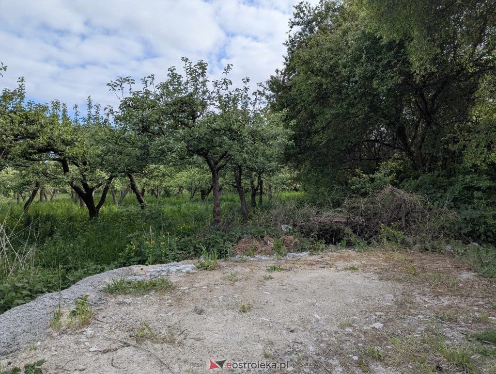 Łosie w centrum Ostrołęki [08.05.2025] - zdjęcie #34 - eOstroleka.pl