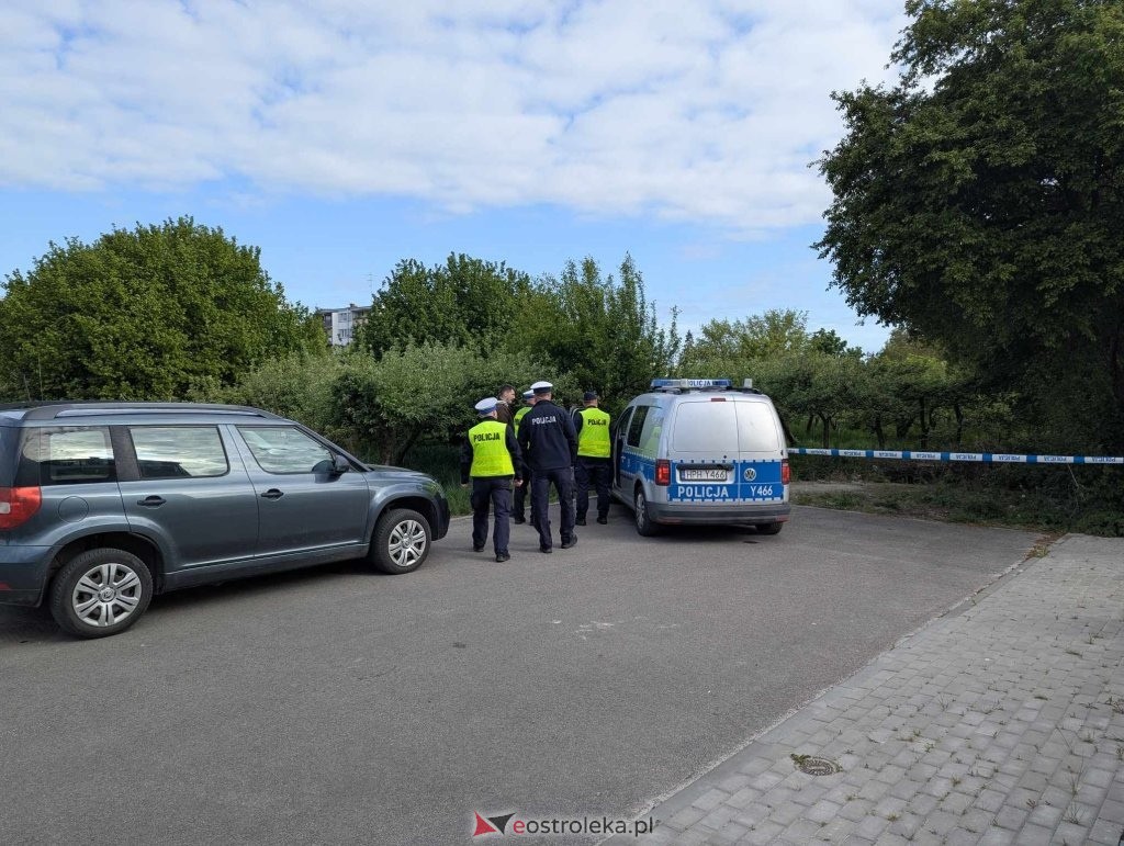 Łosie w centrum Ostrołęki [08.05.2025] - zdjęcie #33 - eOstroleka.pl
