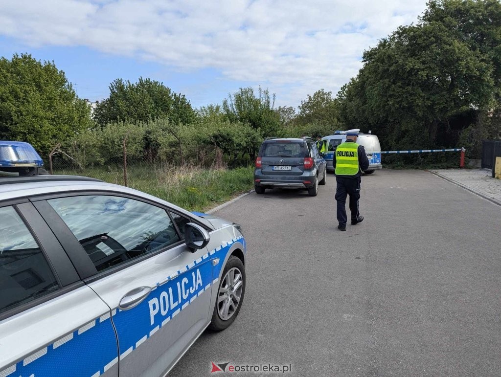 Łosie w centrum Ostrołęki [08.05.2025] - zdjęcie #32 - eOstroleka.pl