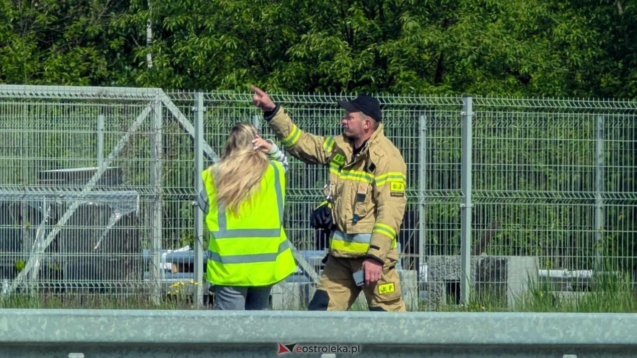 Łosie w centrum Ostrołęki [08.05.2025] - zdjęcie #31 - eOstroleka.pl