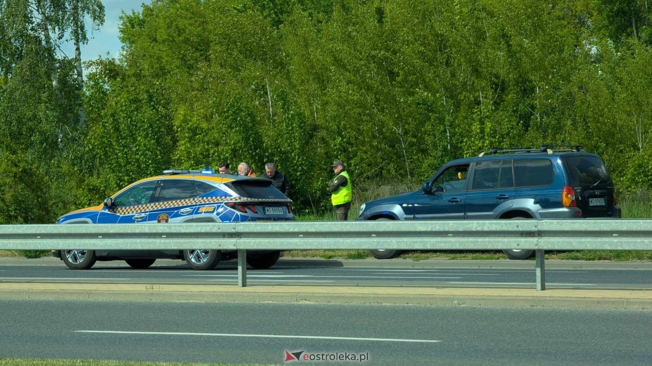 Łosie w centrum Ostrołęki [08.05.2025] - zdjęcie #30 - eOstroleka.pl