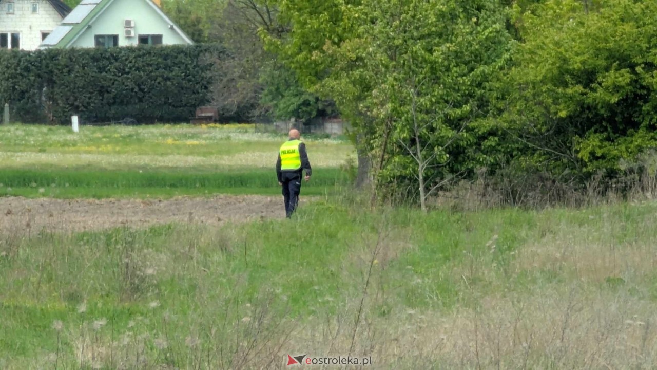 Łosie w centrum Ostrołęki [08.05.2025] - zdjęcie #9 - eOstroleka.pl