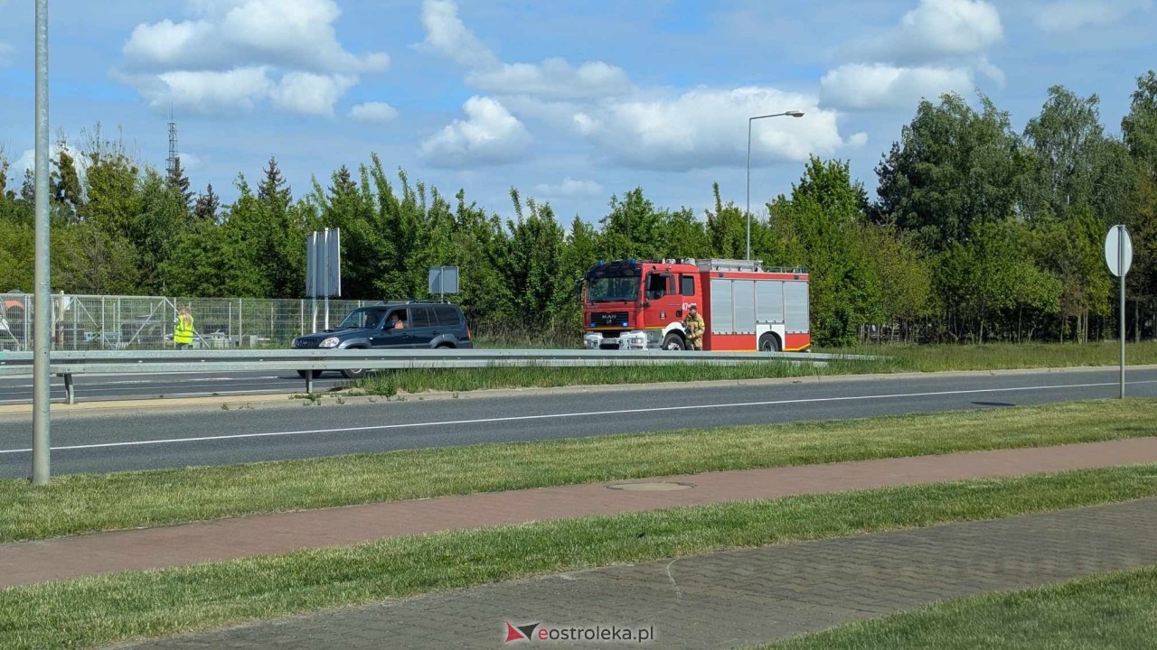 Łosie w centrum Ostrołęki [08.05.2025] - zdjęcie #28 - eOstroleka.pl