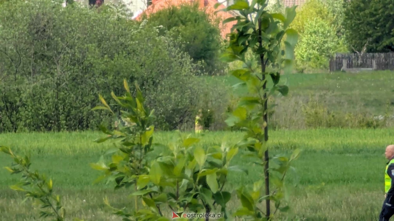 Łosie w centrum Ostrołęki [08.05.2025] - zdjęcie #8 - eOstroleka.pl