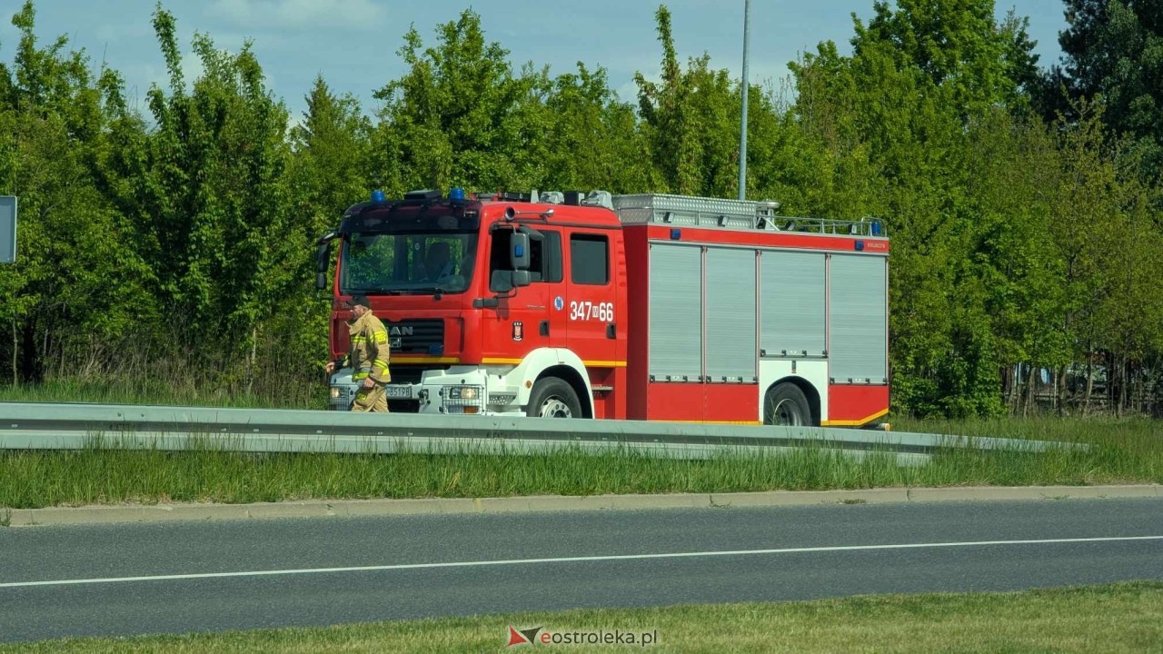 Łosie w centrum Ostrołęki [08.05.2025] - zdjęcie #26 - eOstroleka.pl