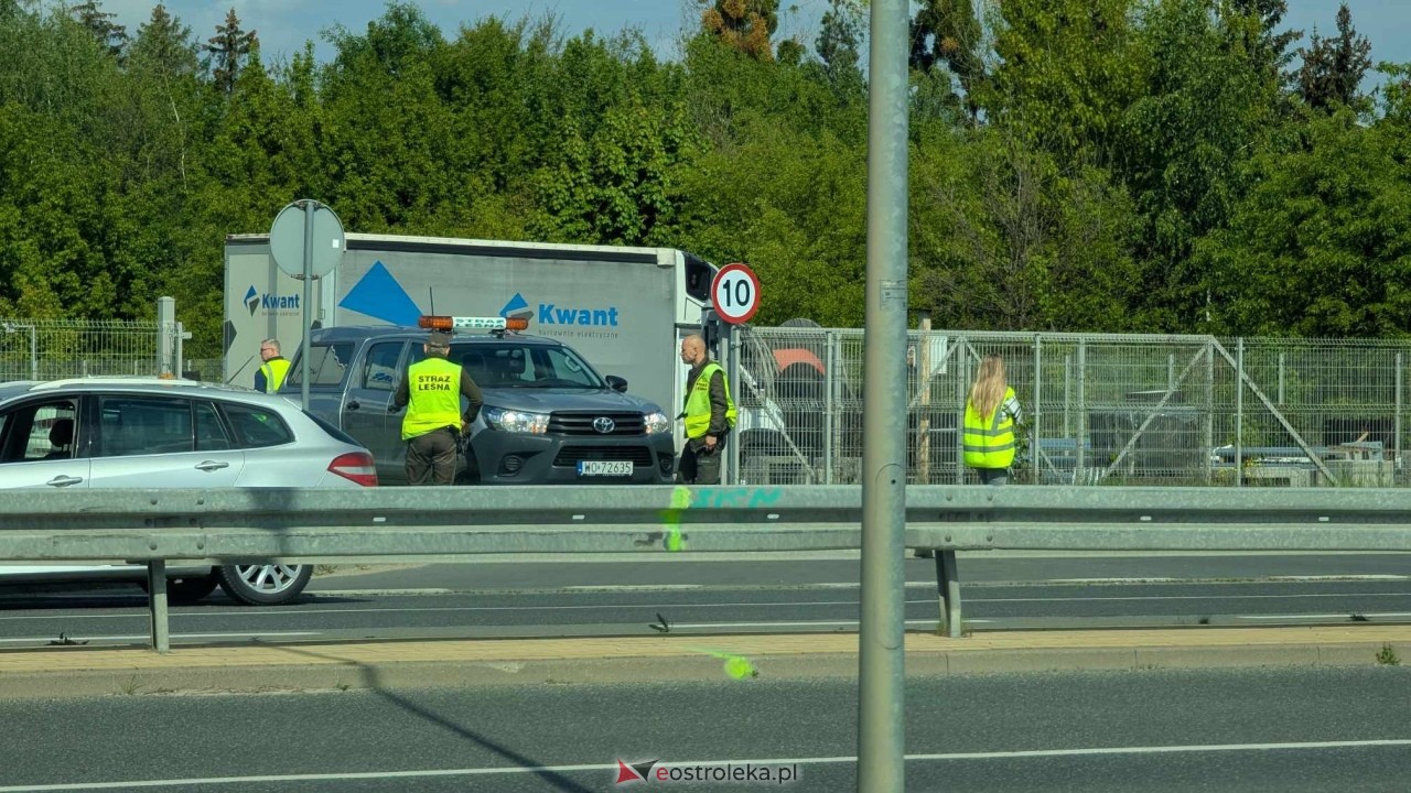 Łosie w centrum Ostrołęki [08.05.2025] - zdjęcie #24 - eOstroleka.pl
