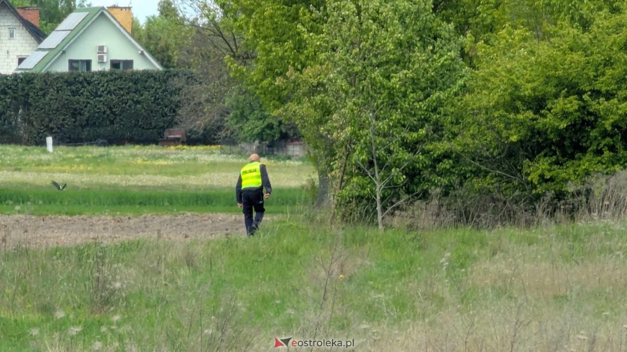 Łosie w centrum Ostrołęki [08.05.2025] - zdjęcie #7 - eOstroleka.pl