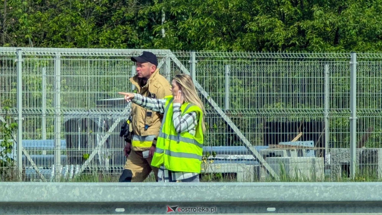 Łosie w centrum Ostrołęki [08.05.2025] - zdjęcie #23 - eOstroleka.pl