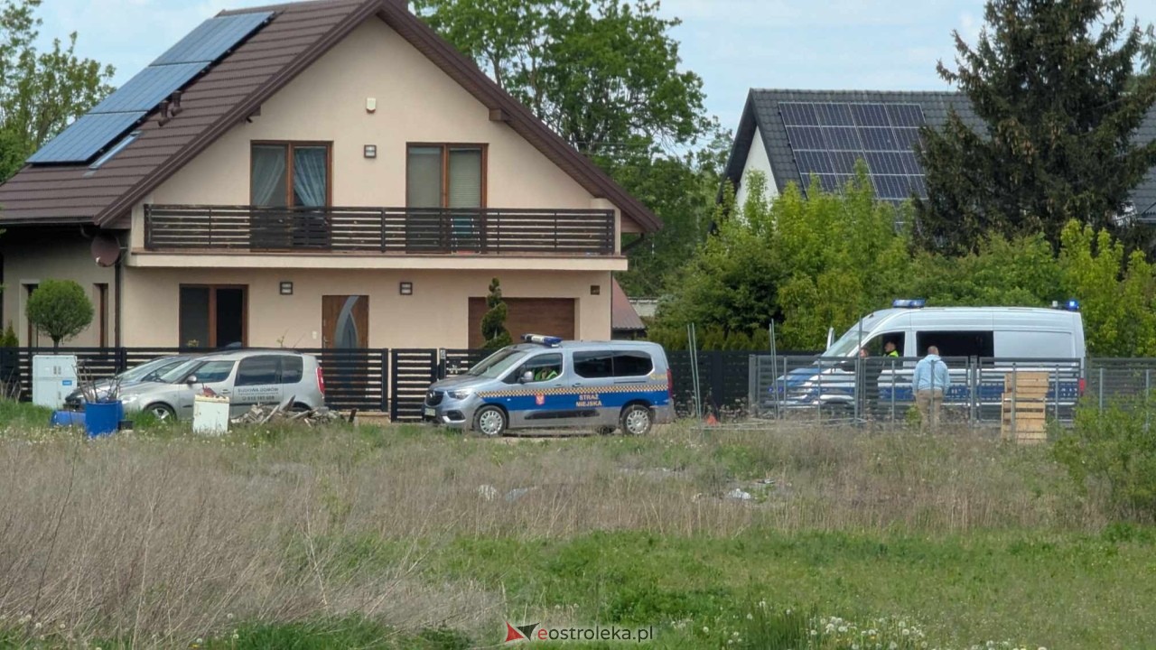 Łosie w centrum Ostrołęki [08.05.2025] - zdjęcie #6 - eOstroleka.pl