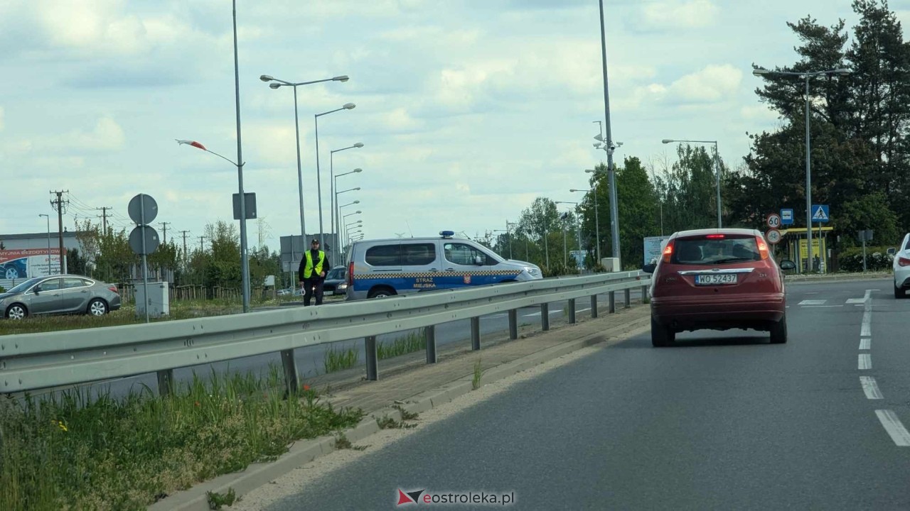 Łosie w centrum Ostrołęki [08.05.2025] - zdjęcie #22 - eOstroleka.pl