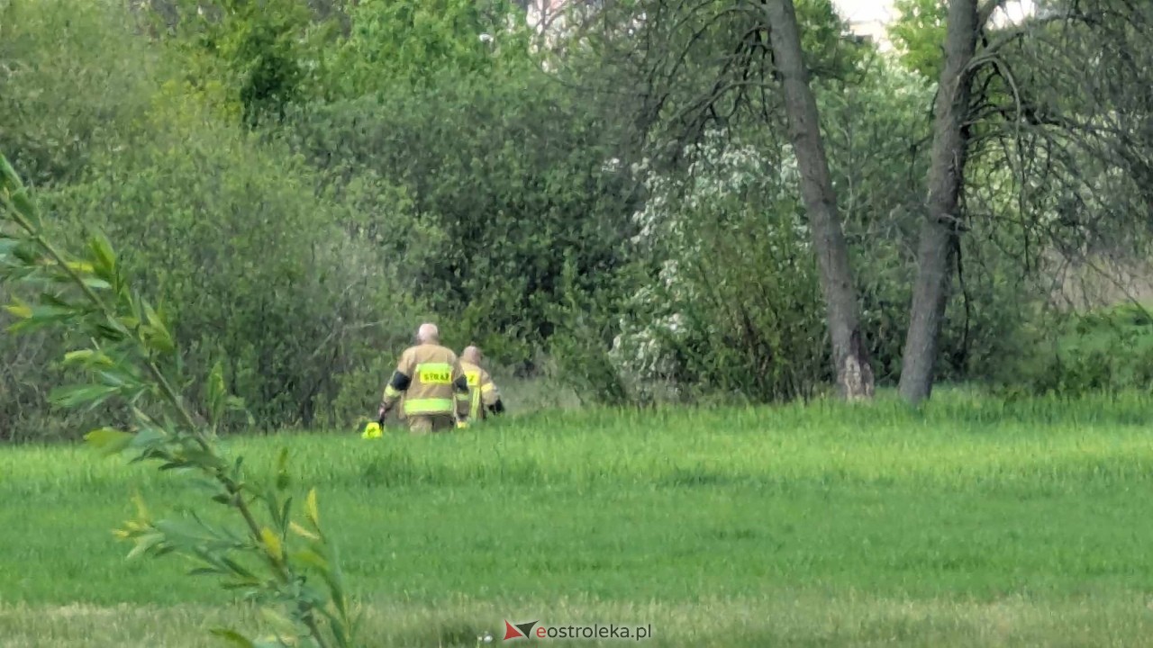 Łosie w centrum Ostrołęki [08.05.2025] - zdjęcie #5 - eOstroleka.pl
