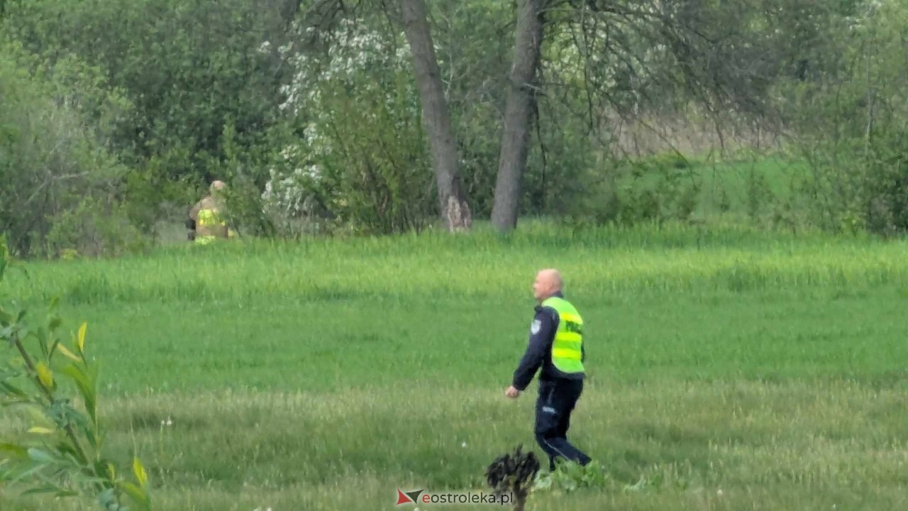 Łosie w centrum Ostrołęki [08.05.2025] - zdjęcie #4 - eOstroleka.pl