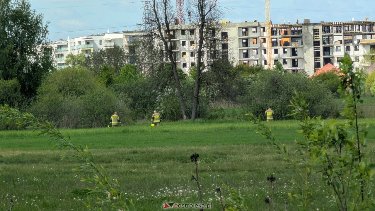 Łosie w centrum Ostrołęki [08.05.2025] - zdjęcie #3 - eOstroleka.pl