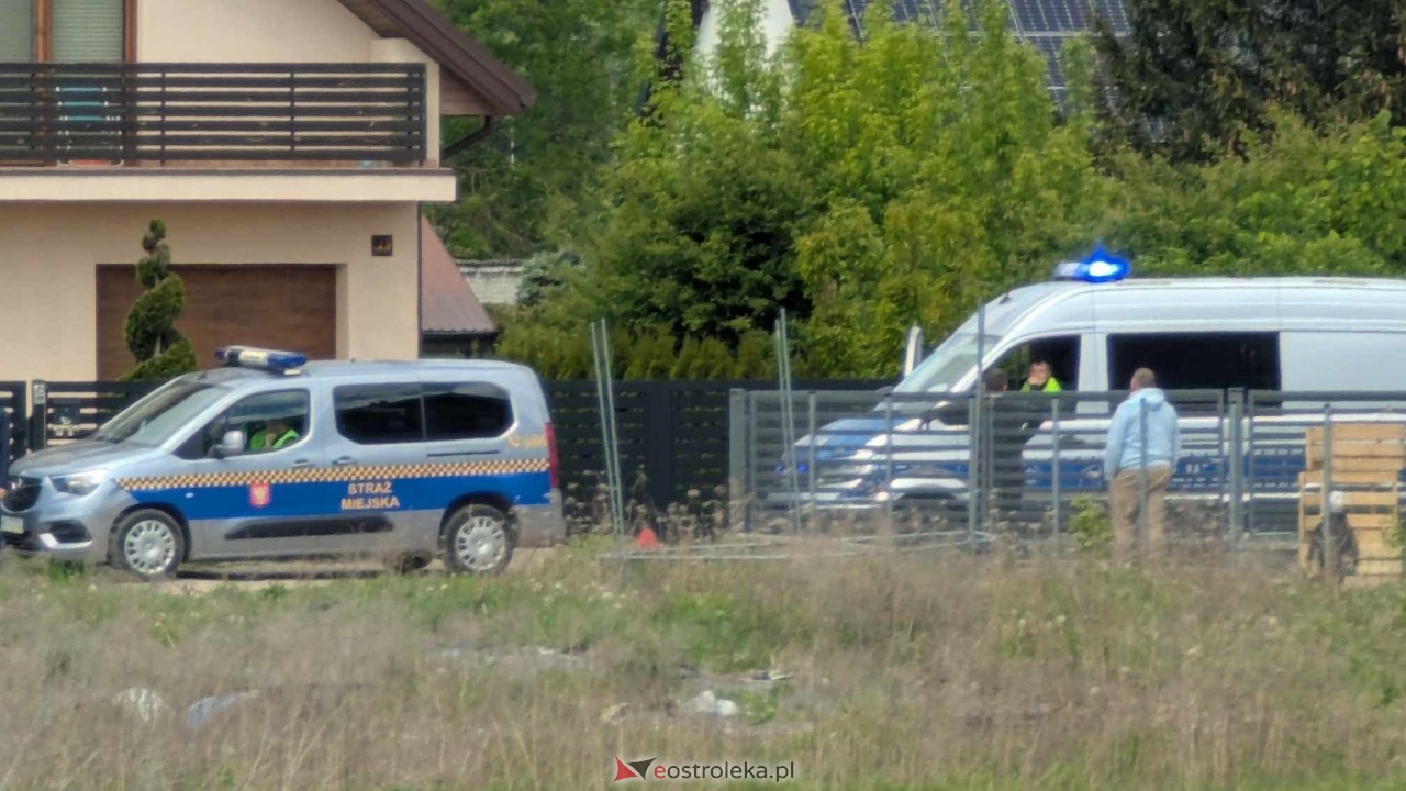 Łosie w centrum Ostrołęki [08.05.2025] - zdjęcie #2 - eOstroleka.pl