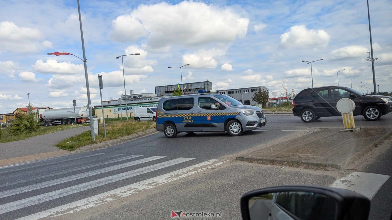 Łosie w centrum Ostrołęki [08.05.2025] - zdjęcie #21 - eOstroleka.pl