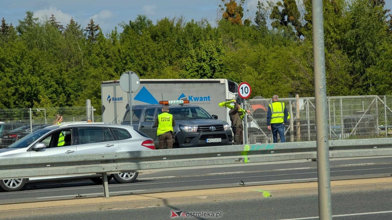 Łosie w centrum Ostrołęki [08.05.2025] - zdjęcie #20 - eOstroleka.pl