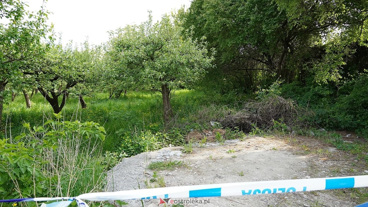 Łosie w centrum Ostrołęki [08.05.2025] - zdjęcie #19 - eOstroleka.pl