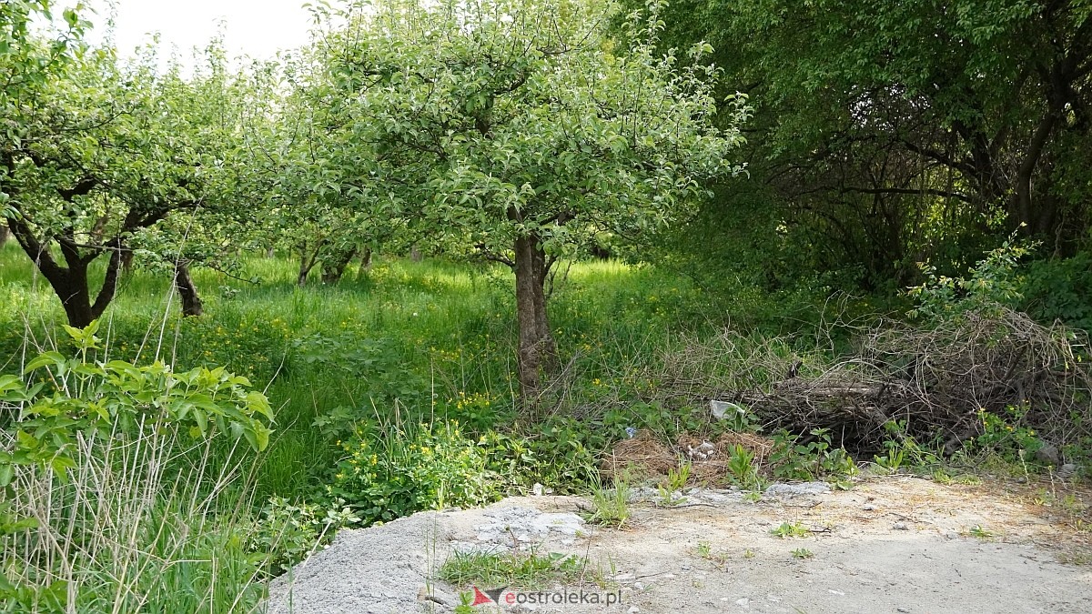 Łosie w centrum Ostrołęki [08.05.2025] - zdjęcie #18 - eOstroleka.pl