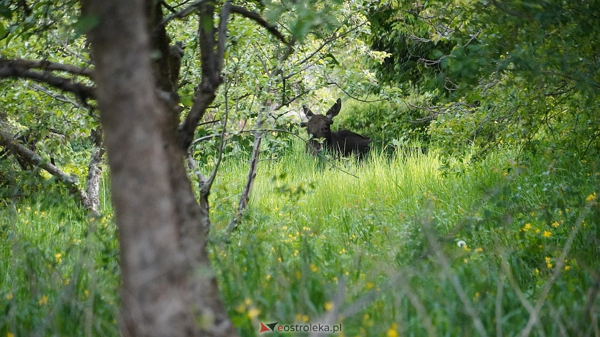 Łosie w centrum Ostrołęki [08.05.2025] - zdjęcie #17 - eOstroleka.pl