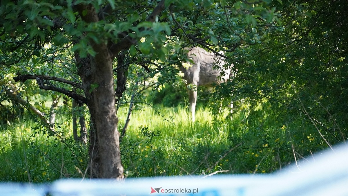 Łosie w centrum Ostrołęki [08.05.2025] - zdjęcie #16 - eOstroleka.pl