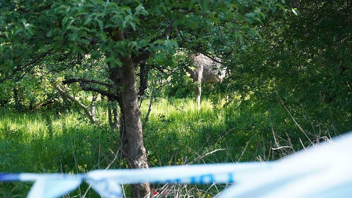 Łosie w centrum Ostrołęki [08.05.2025] - zdjęcie #15 - eOstroleka.pl