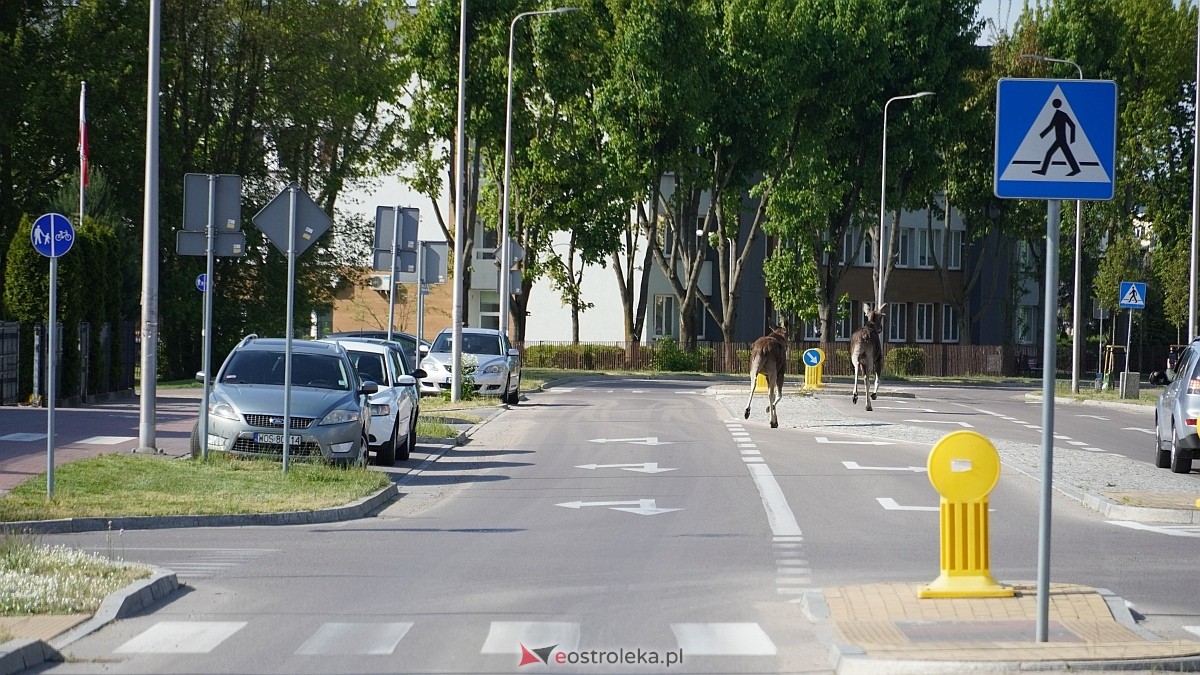 Łosie w centrum Ostrołęki [08.05.2025] - zdjęcie #14 - eOstroleka.pl