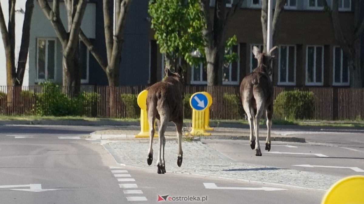 Łosie w centrum Ostrołęki [08.05.2025] - zdjęcie #13 - eOstroleka.pl