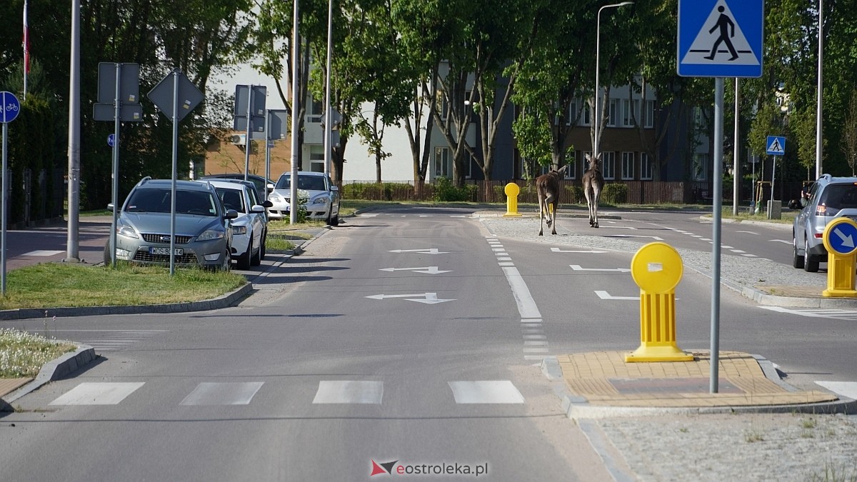 Łosie w centrum Ostrołęki [08.05.2025] - zdjęcie #12 - eOstroleka.pl