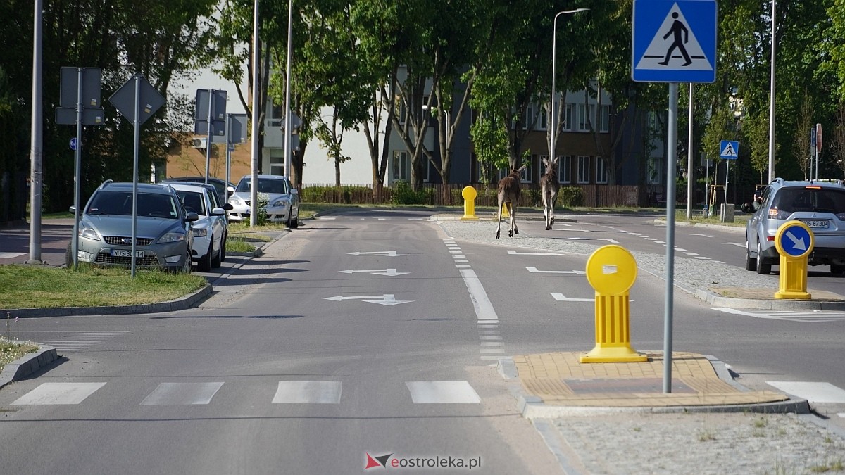Łosie w centrum Ostrołęki [08.05.2025] - zdjęcie #11 - eOstroleka.pl