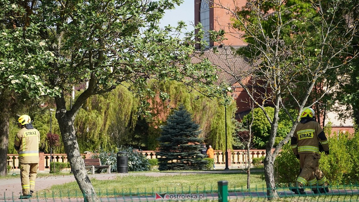 Łosie w centrum Ostrołęki [08.05.2025] - zdjęcie #10 - eOstroleka.pl