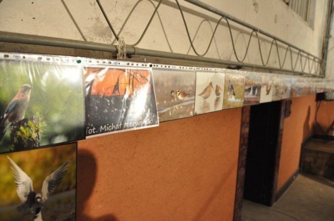 Galeria Bezdomna po raz drugi w Ostrołęce (25.IX.2011) - zdjęcie #17 - eOstroleka.pl