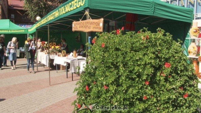 V Targi Ekologiczne (25.09.2011) - zdjęcie #24 - eOstroleka.pl
