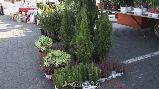 V Targi Ekologiczne (25.09.2011) - zdjęcie #10 - eOstroleka.pl