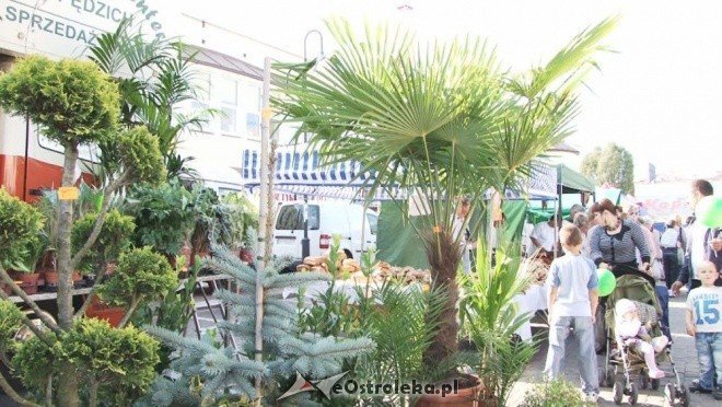 V Targi Ekologiczne (25.09.2011) - zdjęcie #8 - eOstroleka.pl