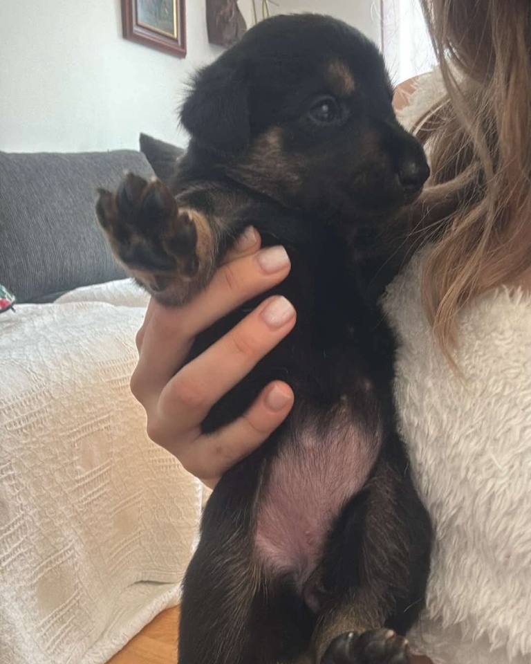 Szczeniaki do adopcji [16.06.2025] - zdjęcie #6 - eOstroleka.pl