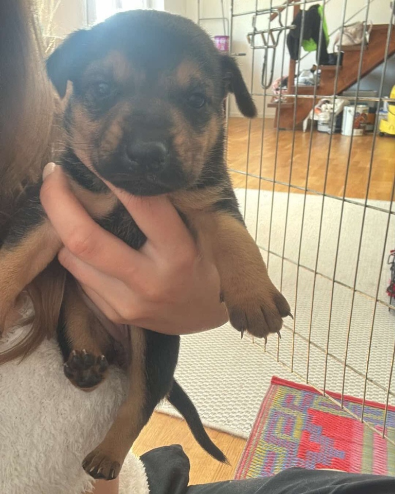 Szczeniaki do adopcji [16.06.2025] - zdjęcie #5 - eOstroleka.pl