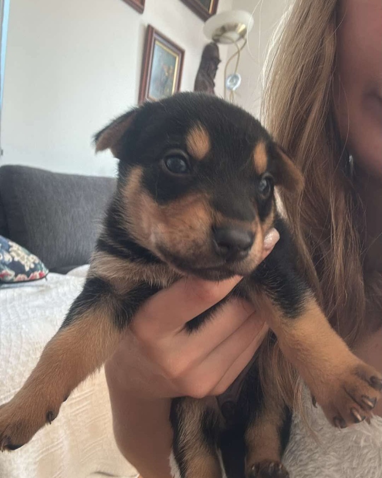 Szczeniaki do adopcji [16.06.2025] - zdjęcie #4 - eOstroleka.pl