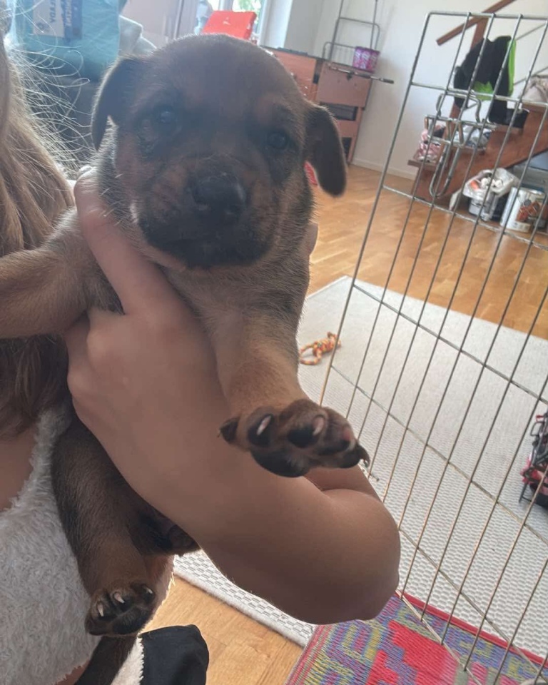 Szczeniaki do adopcji [16.06.2025] - zdjęcie #3 - eOstroleka.pl